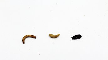 Drei Entwicklungsstadien der Insekten mit Ausnahme der Eier: Larve/Mehlwurm, Puppe, Käfer. (Foto: Gustav Barth / Hochschule Pforzheim)