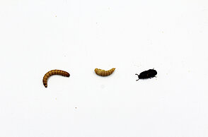 Drei Entwicklungsstadien der Insekten mit Ausnahme der Eier: Larve/Mehlwurm, Puppe, Käfer. (Foto: Gustav Barth / Hochschule Pforzheim)