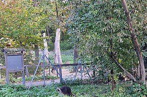 Wildpark Waschbär