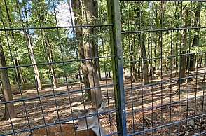 Wildpark Damwild