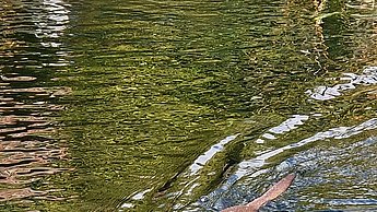 Wildpark Otter
