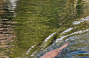 Wildpark Otter