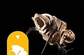 David Rauch Master Jewellery